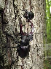 Жук-олень_пара